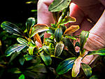 Bucephalandra sp. Cherish 3