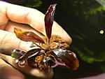 Bucephalandra sp.Perfect Ghost