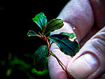 DSCF2832