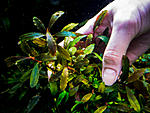 Bucephalandra sp. #4, Daerah Malawi