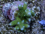 DSC 0060