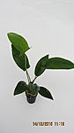 Anubias gilletii