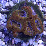 Acanthatrea lordhowensis 1050