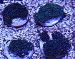 Sympodium blue 175/ frag