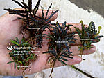 bucephalandra sp catherineae