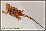 Pogona vitticeps Sand fire