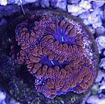 Blastomussa 1400