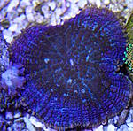 Rhodactis 315