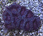 Acanthastrea 1960
