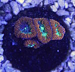 Blastomussa 1120