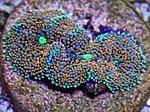 Ricordea florida 1260