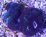 Acanthastrea bowerbanki 840