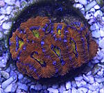 Acanthastrea lordhowensis