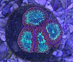 Blastomussa 1120