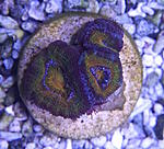 Acanthatrea lordhowensis 630