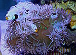 Cathalaphyllia jardinei XL 2450