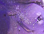 Periclimenes 520