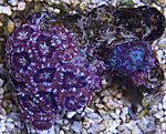 Acanthastrea 1960