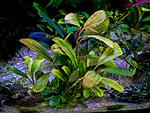 Gost Long leaf