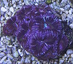Acanthastrea 1960