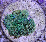 Ricordea florida 280