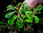Narrow Leaf Sintang