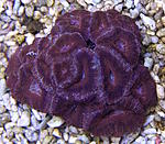 Acanthastrea 1960