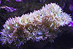 Cathalaphyllia jardinei XL 2200