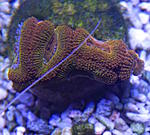 Acanthatrea lordhowensis 840