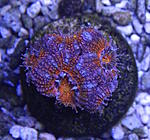 Acanthatrea lordhowensis 840