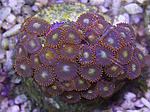 Zoanthus frag 350