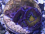 Acanthatrea lordhowensis 630