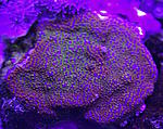 Montipora superman 1400
