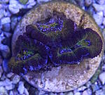 Acanthatrea lordhowensis 630