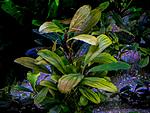 Gost Long leaf