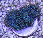 Sympodium blue 175