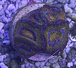 Acanthatrea lordhowensis 1050