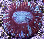 Trachyphyllia g. 1960