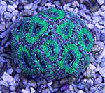 Acanthatrea 1960