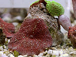 DSC 0299