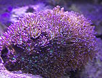 Galaxea astreata 1200