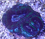 Acanthastrea bowerbanki 840