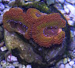 Acanthatrea lordhowensis 630