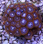 Zoanthus frag 350