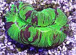 Trachyphyllia g. 1960