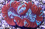 Trachyphyllia g. 1960