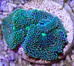 Ricordea florida 840