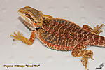Pogona vitticeps Sand fire,       -   !