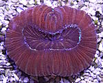 Trachyphyllia g. 1960