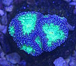 Blastomussa 1220